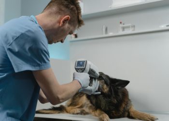 Alarmujący brak lekarzy weterynarii na wsiach. Może ich zabraknąć w powiecie gnieźnieńskim