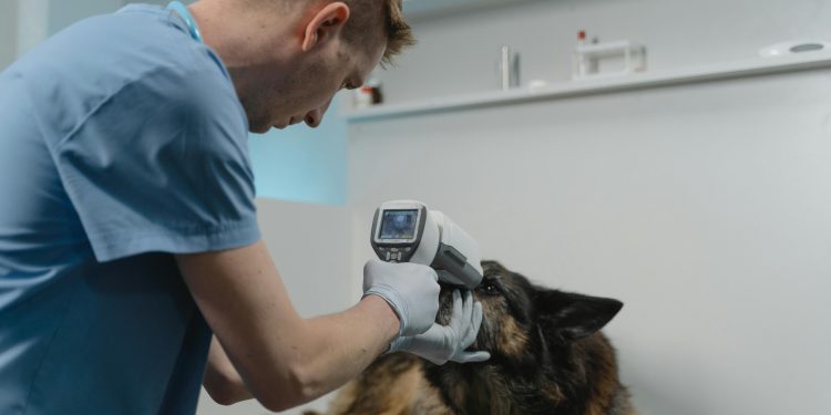 Alarmujący brak lekarzy weterynarii na wsiach. Może ich zabraknąć w powiecie gnieźnieńskim