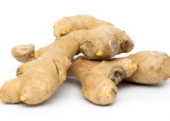 Powstanie „polski imbir”. Naukowcy z Poznania pracują nad łagodniejszą odmianą