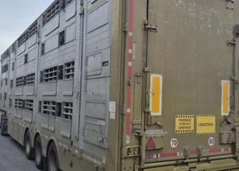 160 świń w nielegalnym transporcie. Inspektorzy nałożyli wysokie kary