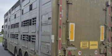 160 świń w nielegalnym transporcie. Inspektorzy nałożyli wysokie kary