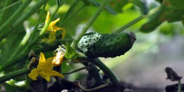 Niezdrowe plony z miejskich działek. Naukowcy wykryli metale ciężkie w warzywach