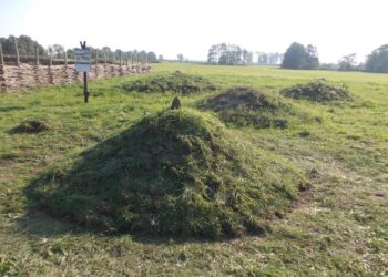 Sekrety kurhanów z Grzybowa. Archeolodzy zdradzają kulisy niezwykłego eksperymentu