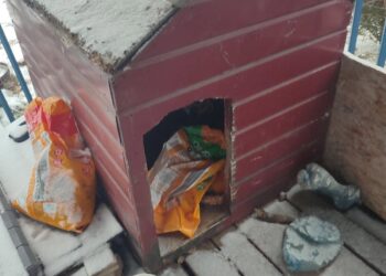 Pies zamarzł w dziurawej budzie. Policja z Obornik wyjaśnia okoliczności śmierci zwierzęcia