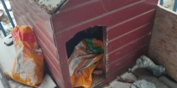 Pies zamarzł w dziurawej budzie. Policja z Obornik wyjaśnia okoliczności śmierci zwierzęcia