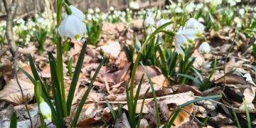Śnieżycowy Jar w pełni. Białe dywany na poligonie czekają na turystów