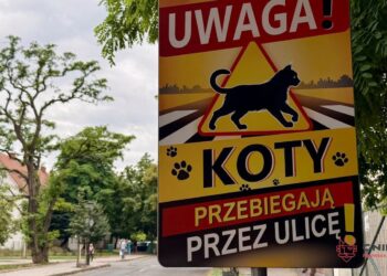 „Uwaga koty!” na gnieźnieńskich ulicach. Kierowcy dostali nowe ostrzeżenia