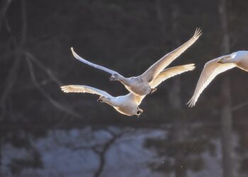 Jesienna migracja ptaków zwiększa ryzyko grypy ptaków. Hodowcy powinni uważać