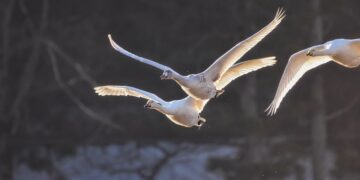 Jesienna migracja ptaków zwiększa ryzyko grypy ptaków. Hodowcy powinni uważać