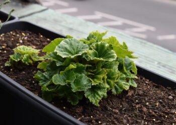 Gniezno oddaje kwiaty mieszkańcom. „Przygarnij kwiatka” w czwartek na Skwerze Fludra